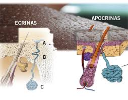 Anatomía y fisiología de la piel | Pediatría integral