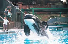 Players freely choose their starting point with their parachute and aim to stay in the safe zone for as long as possible. What Is The True Story Behind Free Willy The Movie Based On Keiko The Killer Whale Metro News