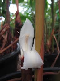 Image result for Aframomum zambesiacum