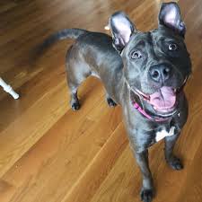 Sasha~ The Steele Blue Princess – Twenty Paws Rescue