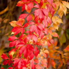 Image result for Parthenocissus