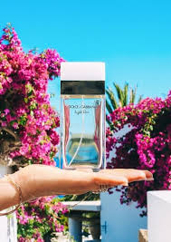 ɛʂɬཞɛɩɩa Light Blue Perfume Dolce And Gabbana Perfume Beauty Perfume