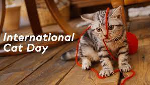 International cat day 2021 is celebrated on august 8 every year. International Cat Day National Black Cat Day Days Checker