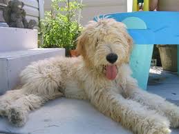 Find goldendoodle puppies for sale with pictures from reputable goldendoodle breeders. Goldendoodles 2 Goldendoodle Labradoodle Puppy Labradoodle