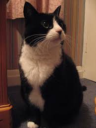Black And White Tuxedo Cats Female Tuxedo Cat White Cats Cat Names Cats