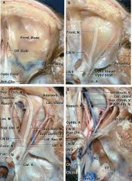 Because of this, the emphasis of the technique is on the medial aspect of the fissure, while turning the patient's head to the side of the fissure being treated. Superior View Of A Stepwise Dissection Of The Neural Structures In The Orbit And Superior Orbital Fissure Neuroanatomy The Neurosurgical Atlas