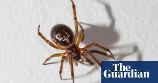 A mere 2 per cent of matings climax with the male being eaten. False Widow Spider Small Deadly And In The Uk Insects The Guardian