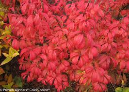 We did not find results for: Unforgettable Fire Burning Bush Euonymus Alatus Proven Winners