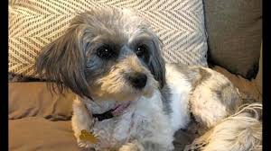 Here's everything you need to know about introducing these special pups into your lives, and working dogs are made available for adoption when they are unable to complete training or are deemed no longer suitable for their positions. Want To Adopt A Pet Here Are Some Delightful Doggies To Adopt In San Antonio Kens5 Com