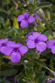 Image result for Barleria holubii