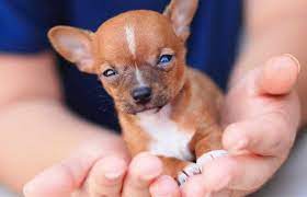 These top pet websites will come in handy and help you find a lovable puppy to adopt and be your they can help you find the right puppy for you and your family. Find Dogs And Puppies For Sale Near Me Chihuahua Puppies Dogs And Puppies Chihuahua Puppies For Sale