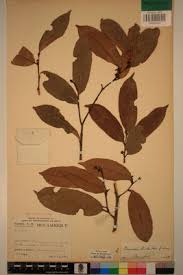 Image result for Rawsonia lucida