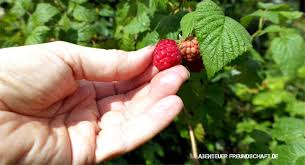 + ist der osterhase schädlich für kinder? Was Wachst Wann Dein Saisonkalender Fur Obst Und Beeren