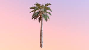 Image result for Sabal