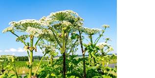 В московской области начали штрафовать собственников участков земли, поросших б. Borshevik Vne Zakona Novosti Novokuznecka Segodnya Novosti Dnya Poslednie Novosti