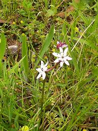 Image result for Wurmbea