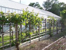 Design ideas for backyard grape vine trellis's. Growing Grapes In Your Backyard Grimm S Gardens