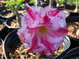 Maria S Garden Desert Rose Plant Nursery Succulent Plants In 2020 Planting Succulents Succulents Plants