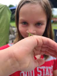 What is the unknown insect hatching with Carolina Mantis Ootheca?