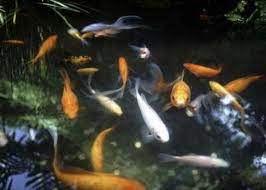 Save on pond & fountain pumps. Types Of Goldfish That Eat Mosquitoes Goldfish Pond Pond Heater Pond Cleaning