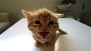 Yavru Kedi Sesi Miyav Miau Chat Cat Dailymotion Video