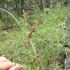 Image result for Cyperaceae