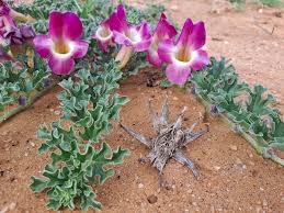 Image result for Harpagophytum procumbens