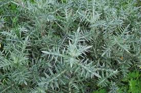 Image result for Berkheya