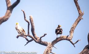 One Day Road Trip To Bharatpur Birds Sanctuary From Delhi Winters Special National Parks Bird Sightings Bird Species