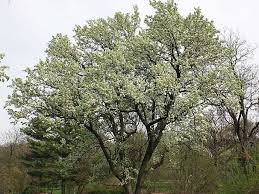 Every spring, arizona dazzles the eye with wildflowers that pop up everywhere. Bradford Pear Tree Semen Sex Smell
