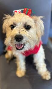 Pending pickup Nugget is a 1yr old male. He is a Dachshund-German Shepard  mix, crazy I know but adorable! He is great with kids of all ages and all  other animals. Loves