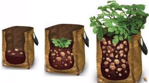 Terus tanam ke tanah sama ada dalam pasu, polesterin, plastik beras atau atas batas. Akak Tak Perlu Beli Kentang Lagi Begini Cara Tanam Kentang Dalam Guni Senang Jimat Kartel Dakwah