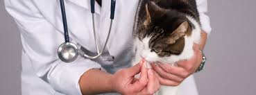 Wurmbefall Bei Katzen Leonardo