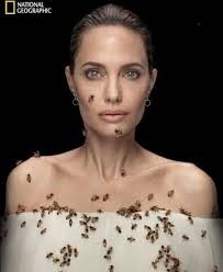 For this incredible National Geographic photoshoot, Angelina Jolie went 7  days without washing—all because bees are sensitive to smells and won't  sting when exposed to strong natural odors. During the shoot, 60,000