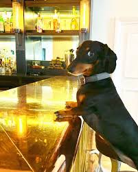 Adorable Black And Tan Dachshund Puppy Black And Tan Dachshund Black And Tan Dachshunds Black And Tan Sausage Dog Black And Tan Weiner Dog Black And Tan Wiener Dachshund Dog Dachshund Love Dachshund