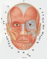 Anatomy Muscles Origin And Insertion Flashcards Quizlet Anatomy Anatomy And Physiology Flashcards