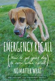 Emergency Recall Training Squidoo Com Emergency Recall Dog Training Obedience Dog Care Dog Training