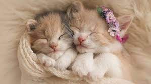 100 foto anak kucing yang imut. Wallpaper Gambar Kucing Lucu Dan Imut Wallpaper Gambar Kucing Lucu Dan Imut Bisa Juga Untuk Digunakan S Cute Kittens Chats Adorables Bebes Animaux Mignons
