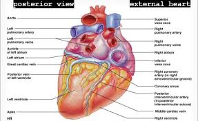 Check spelling or type a new query. Draw And Label Of Heart Mk Zone