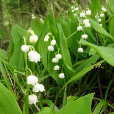 1 X Convallaria Majalis Maiglockchen 10x Wurzel Triebeduft Winterhart