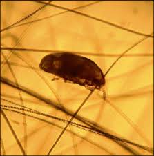 Image result for what do Cheyletiella look like in dog fur