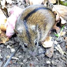 Lernen Sie Mehr Uber Tiere