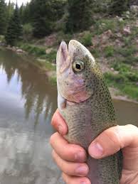 Planning to go fishing in utah? Fishing The Beaver River And The Lakes And Ponds Around Beaver Utah