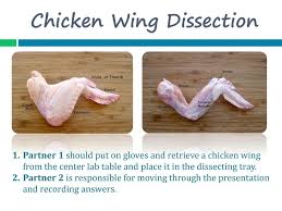 Chicken Wing Dissection Ppt Download