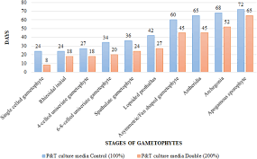 Image result for Actiniopteris pauciloba