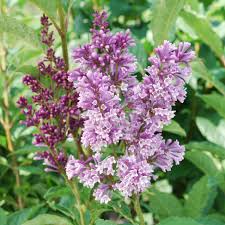 Image result for Syringa prestoniae