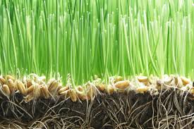 Grass Seed Germination Rates For Planting