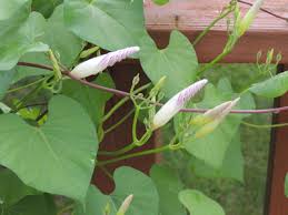 Ipomoeca nil morning glories + unicorn horn + bunny paws + bouquet tail owner: How To Grow Morning Glory Flowers Morning Glory Seeds Growing Morning Glories By The Gardener S Network