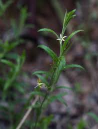 Image result for Wahlenbergia abyssinica