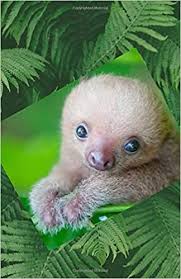 Things that make you go aww! Cute Baby Sloth 106 Page Disguised Internet Password Log Book Alphabetical 5 X 8 No One Would Know The Secret Inside Designs Cute 9781092217316 Amazon Com Books